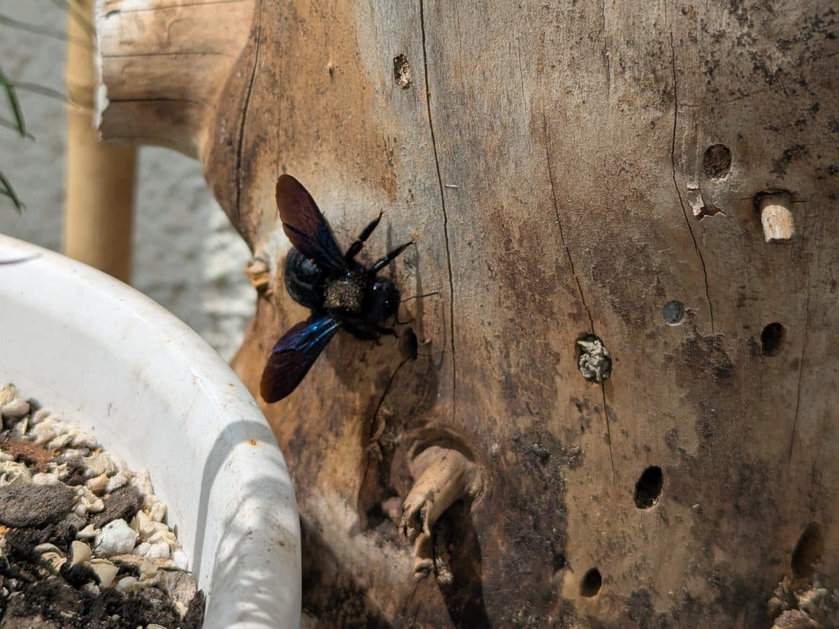 Blauschwarze Holzbiene (Xylocopa violacea), Balkon