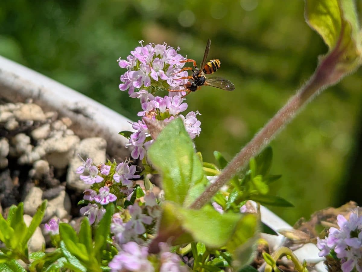 Wespenbiene (Nomada fucata), Balkon