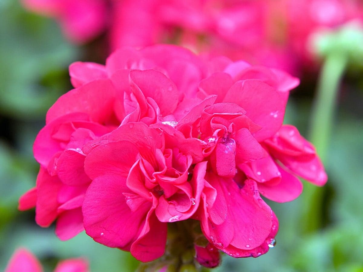 Rote Pelargonien-Blüten mit gefüllten Blütenblättern